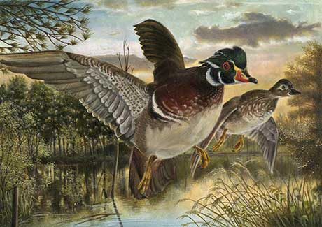 WoodDucks.jpg